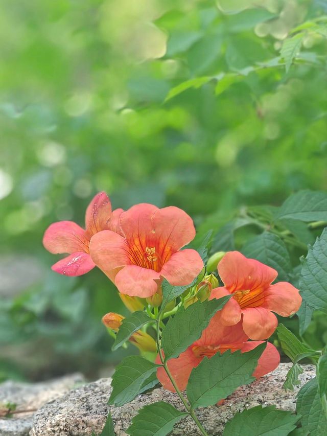 油畫感爆棚！長沙磨盤洲私藏秘境闖入莫奈花園太浪漫