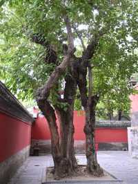 如果只拍白塔,沒必要花20進白塔寺