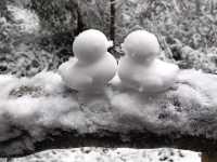 重慶下雪了！衝！仙女山2日遊保姆級攻略！