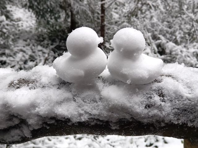 重慶下雪了！衝！仙女山2日遊保姆級攻略！