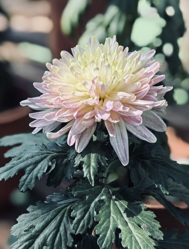秋日共青森林賞菊指南