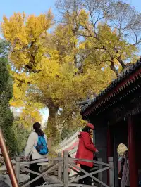 跟風成功！北京賞秋打卡地詳細路線