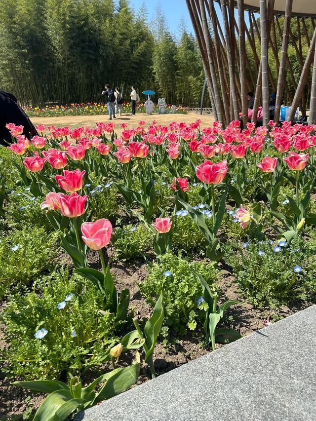 超全攻略！上海辰山植物園打卡指南