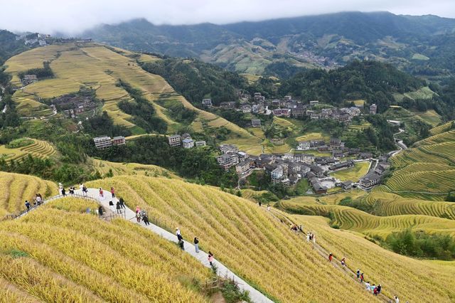 龍脊梯田:2300歲「老網紅」的金秋高光時刻 龍脊梯田:2300歲「老網紅」的金秋高光時刻
