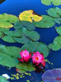 真如寺的銀杏還要等等,美味齋飯卻不用等