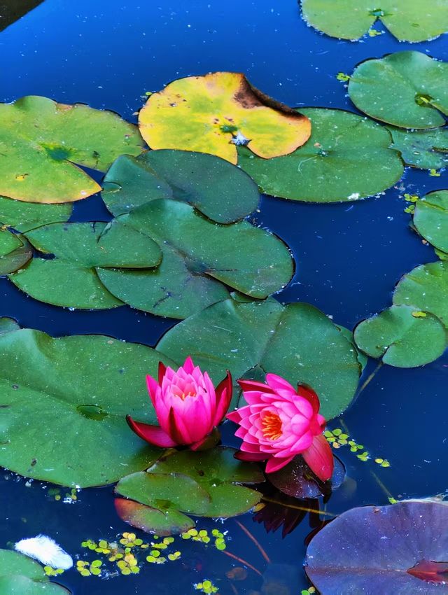 真如寺的銀杏還要等等,美味齋飯卻不用等 真如寺的銀杏還要等等,美味齋飯卻不用等