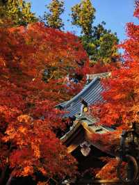 關東絕景!高尾山紅葉狩全攻略錯過再等一年