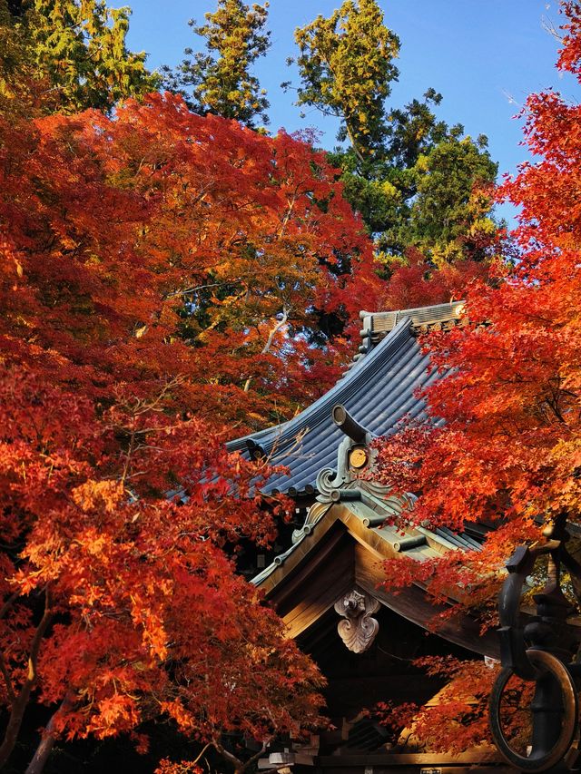 關東絕景!高尾山紅葉狩全攻略錯過再等一年 關東絕景!高尾山紅葉狩全攻略錯過再等一年