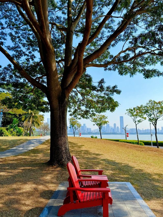在深圳！找到了《怦然心動》同款的浪漫！
