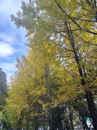 街區銀杏打卡地恩施州文化中心