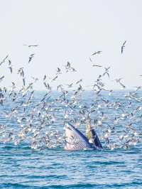 涠洲島追鯨全攻略｜秋冬限定5個月浪漫邂逅