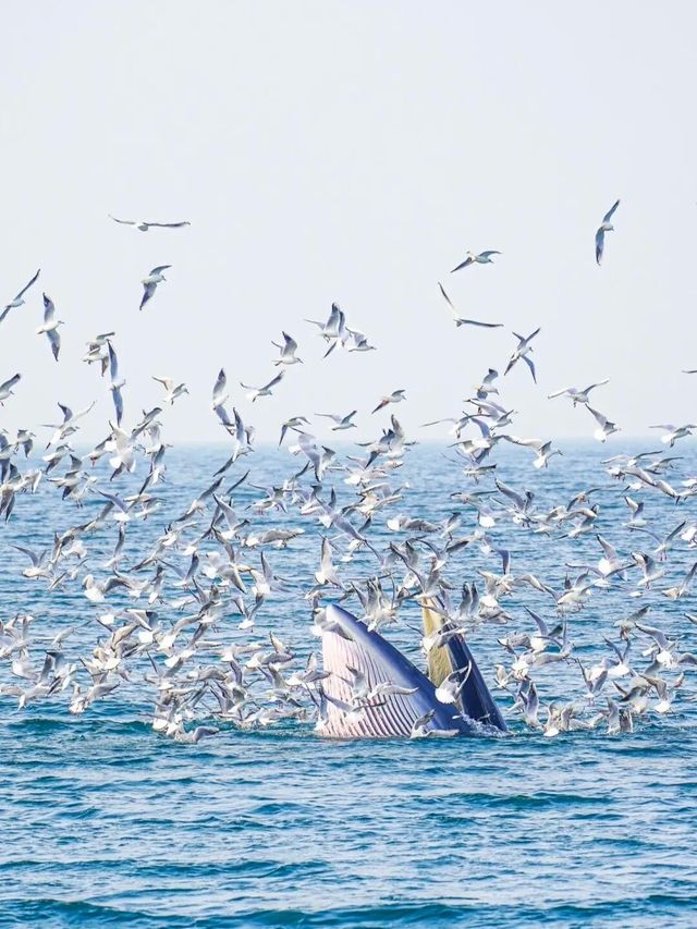 涠洲島追鯨全攻略｜秋冬限定5個月浪漫邂逅