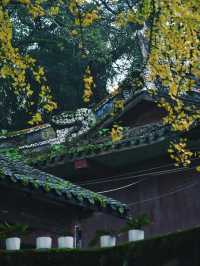 重慶璧山佛蔭寺｜銀杏金黃時的靜謐禪意