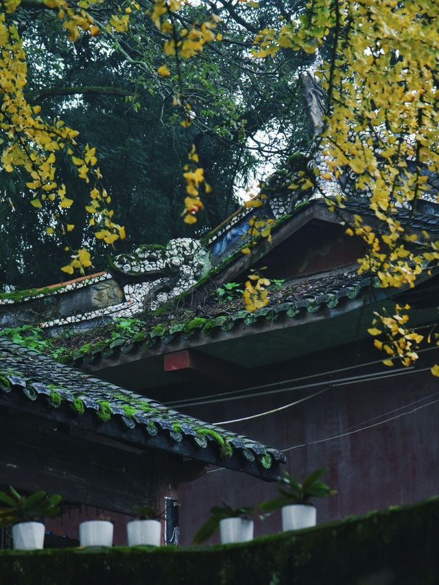 重慶璧山佛蔭寺｜銀杏金黃時的靜謐禪意