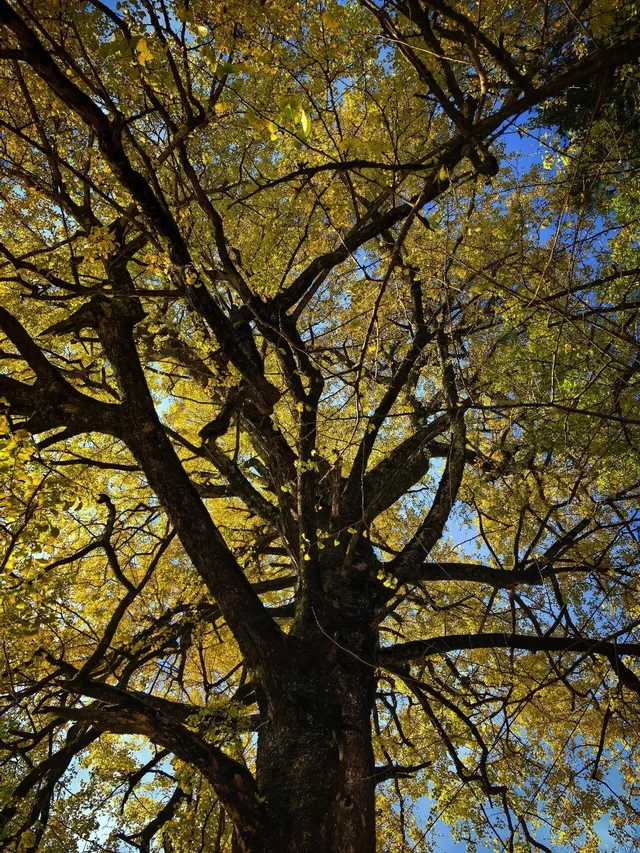 南惹千年銀杏樹已進入最佳觀賞期古村+古樹 南惹千年銀杏樹已進入最佳觀賞期古村+古樹