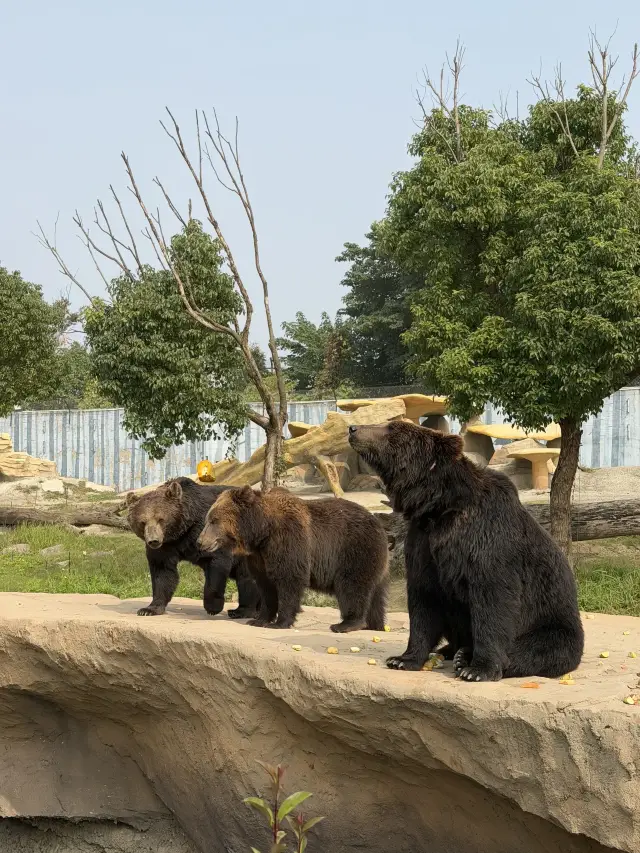 Nantong Sendi Family Trip｜Who understands the joy of staying inside a zoo!