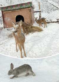 帶娃追雪天花板！雪谷這家美宿承包冬日快樂