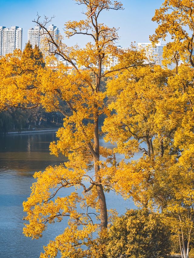 合肥週末全攻略｜廬州煙火+文藝秘境，2天1夜解鎖江淮韻味