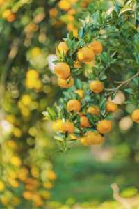 週末遛娃必去橘子園