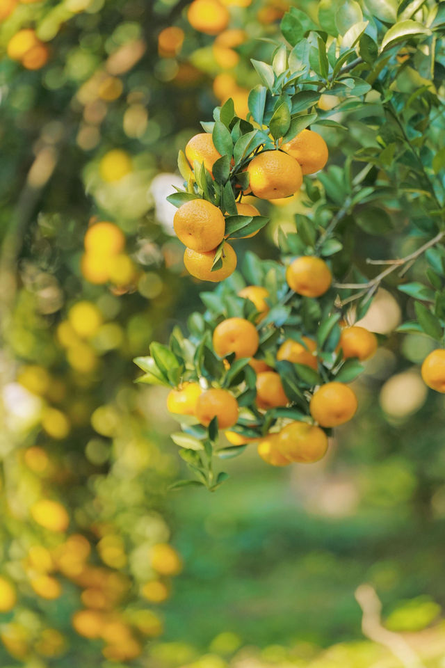 週末遛娃必去橘子園