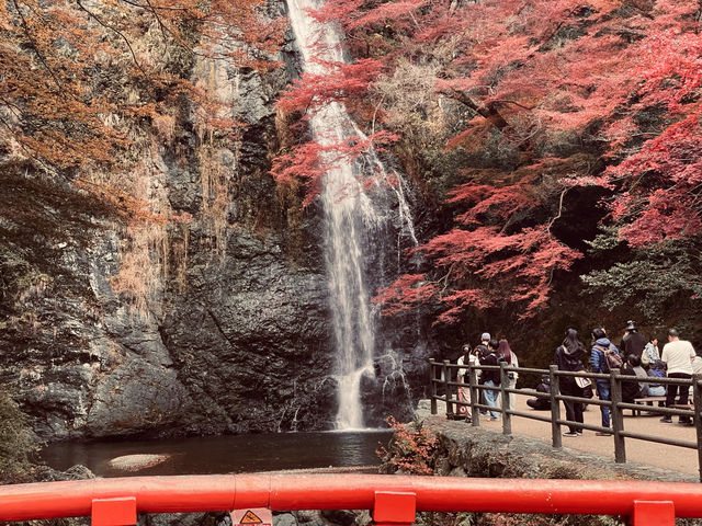 箕面公園|紅葉|箕面の滝 箕面公園|紅葉|箕面の滝
