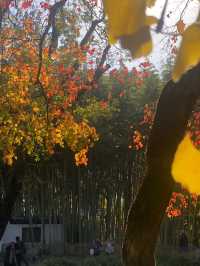 魔都賞秋必去園林