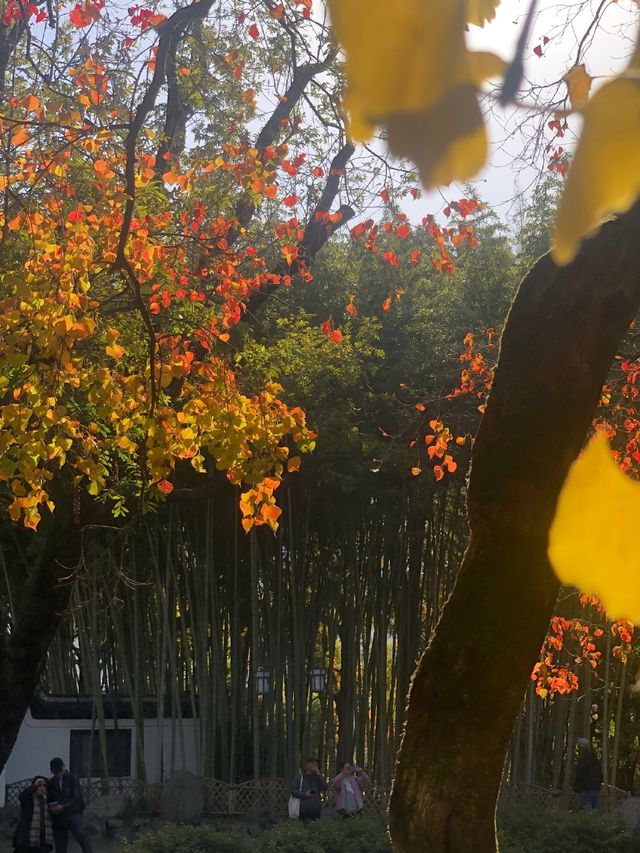 魔都賞秋必去園林