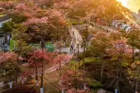 橫琴花海長廊異木棉最佳機位