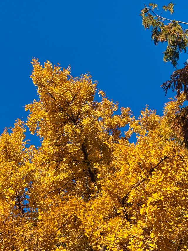 古剎追秋|北宋古寺、銀杏還有貓貓誰說秋意只在枝頭? 古剎追秋|北宋古寺、銀杏還有貓貓誰說秋意只在枝頭?