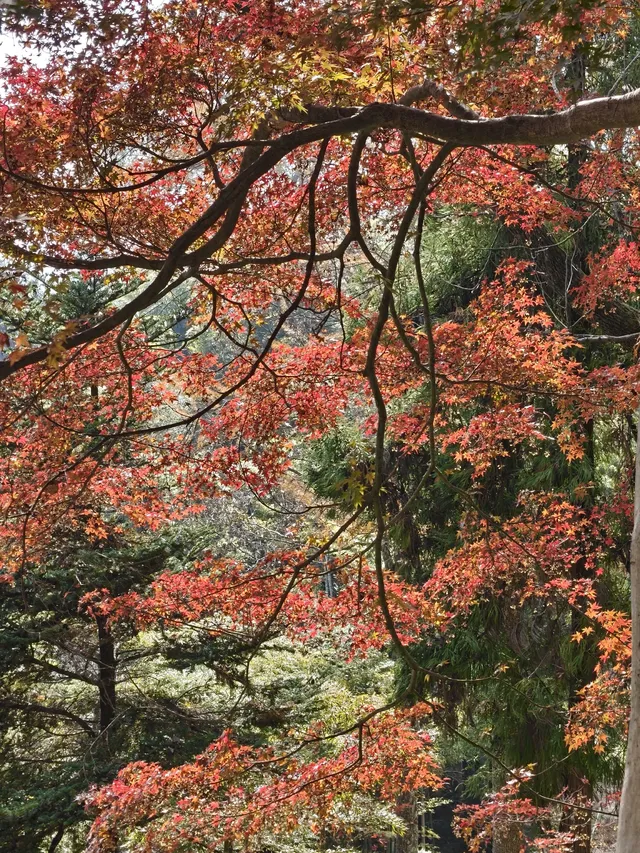 莫干山太美了 好棒完成人生第一次徒步 莫干山太美了 好棒完成人生第一次徒步