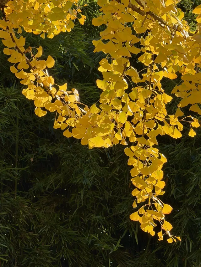 11.29實拍!月湖銀杏黃啦!真的好好看 11.29實拍!月湖銀杏黃啦!真的好好看