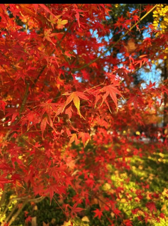 上海世紀公園週末漫遊指南免費賞秋絕美勝地 上海世紀公園週末漫遊指南免費賞秋絕美勝地