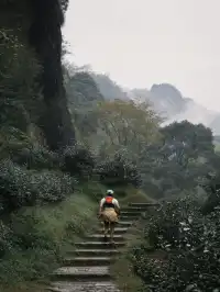 武夷山週末遊|兩日一晚吸氧飲茶計劃🫖