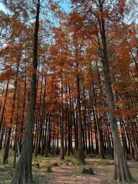 12月8日四明湖紅杉林紅度100%最佳觀賞期！