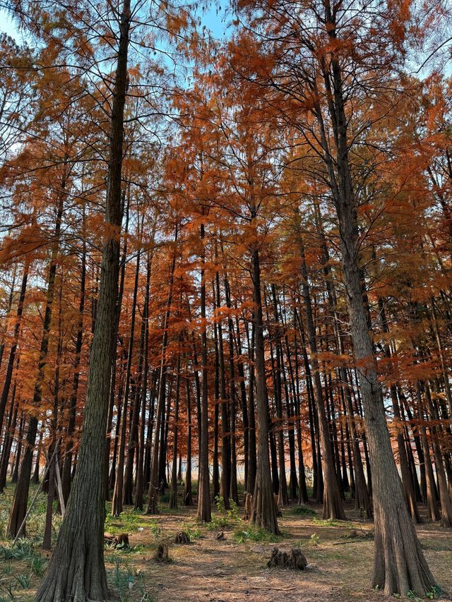 12月8日四明湖紅杉林紅度100%最佳觀賞期！