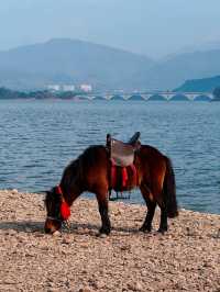 12月8日四明湖紅杉林紅度100%最佳觀賞期！