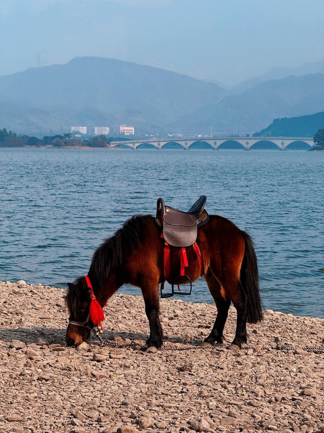 12月8日四明湖紅杉林紅度100%最佳觀賞期！