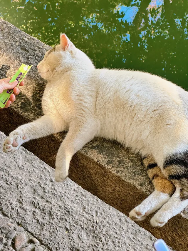 蘇州|西園寺已進入秋季最佳觀賞期 蘇州|西園寺已進入秋季最佳觀賞期