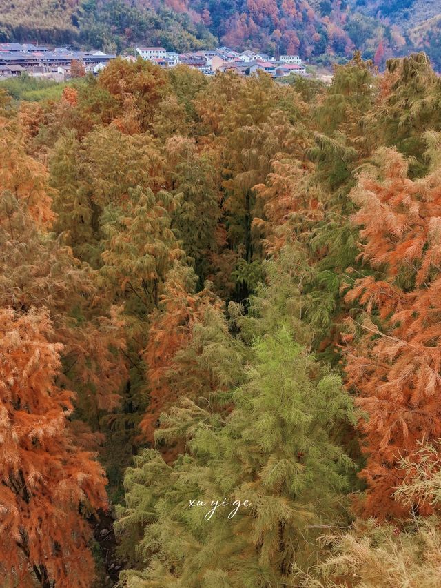 寧波徒步爬山|水杉-蘆葦蕩秋天王炸組合路線