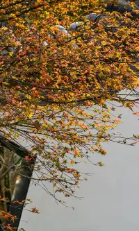 不是蘇州園林，是成都易園