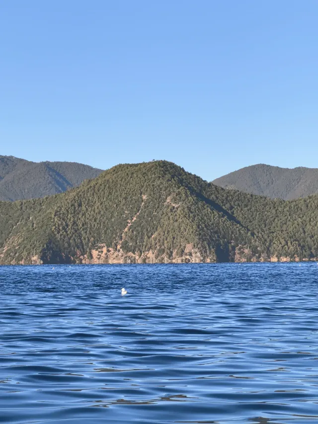 被瀘沽湖美鼠！12.4實拍！