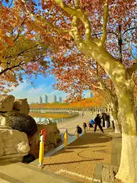 11.30號實拍 | 世紀公園梧桐大道拍照攻略