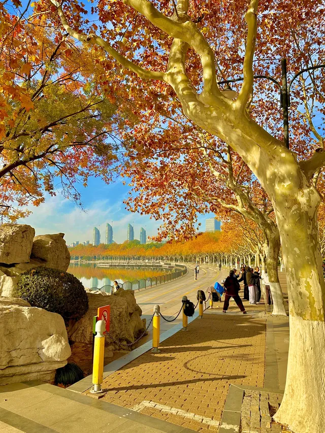 11.30號實拍 | 世紀公園梧桐大道拍照攻略