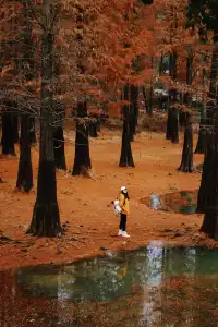 接下來的武漢，一定別錯過處絕美紅杉林