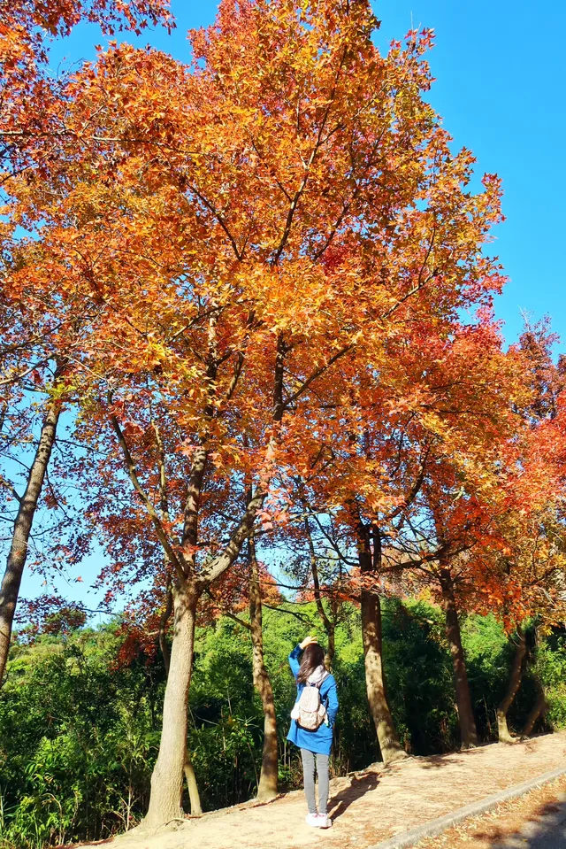 大棠楓香林.你沒看錯.這是香港的楓葉林喔 大棠楓香林.你沒看錯.這是香港的楓葉林喔