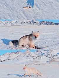 賽湖冬探:冰原上的毛茸茸精靈