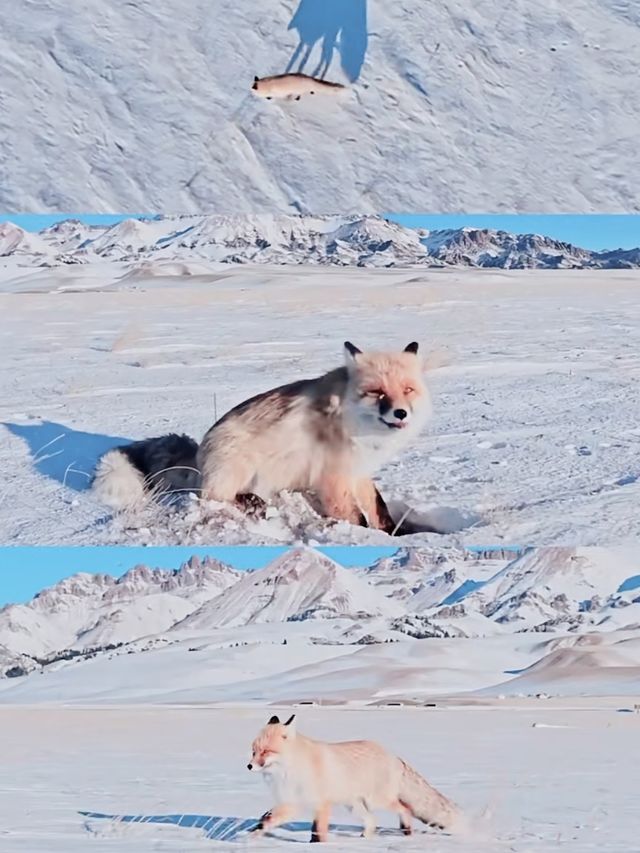 賽湖冬探:冰原上的毛茸茸精靈 賽湖冬探:冰原上的毛茸茸精靈