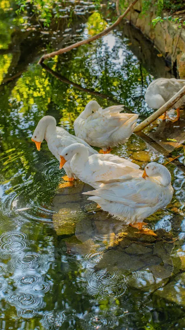 答應我!秋天一定要來一次天平山附攻略 答應我!秋天一定要來一次天平山附攻略