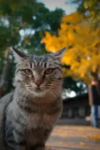 虞山方塔園|八百年銀杏|最佳觀賞期