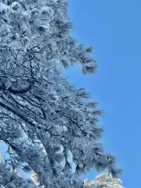 12月及1月來郴州莽山的！存下吧超全的！